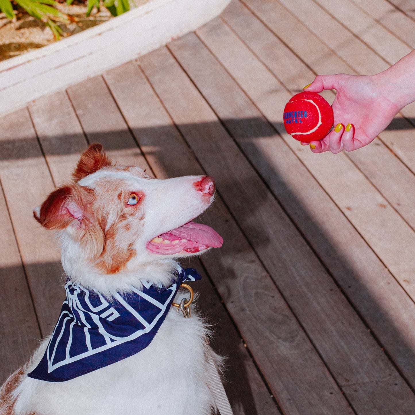 Carpenter Hotel Dog Ball