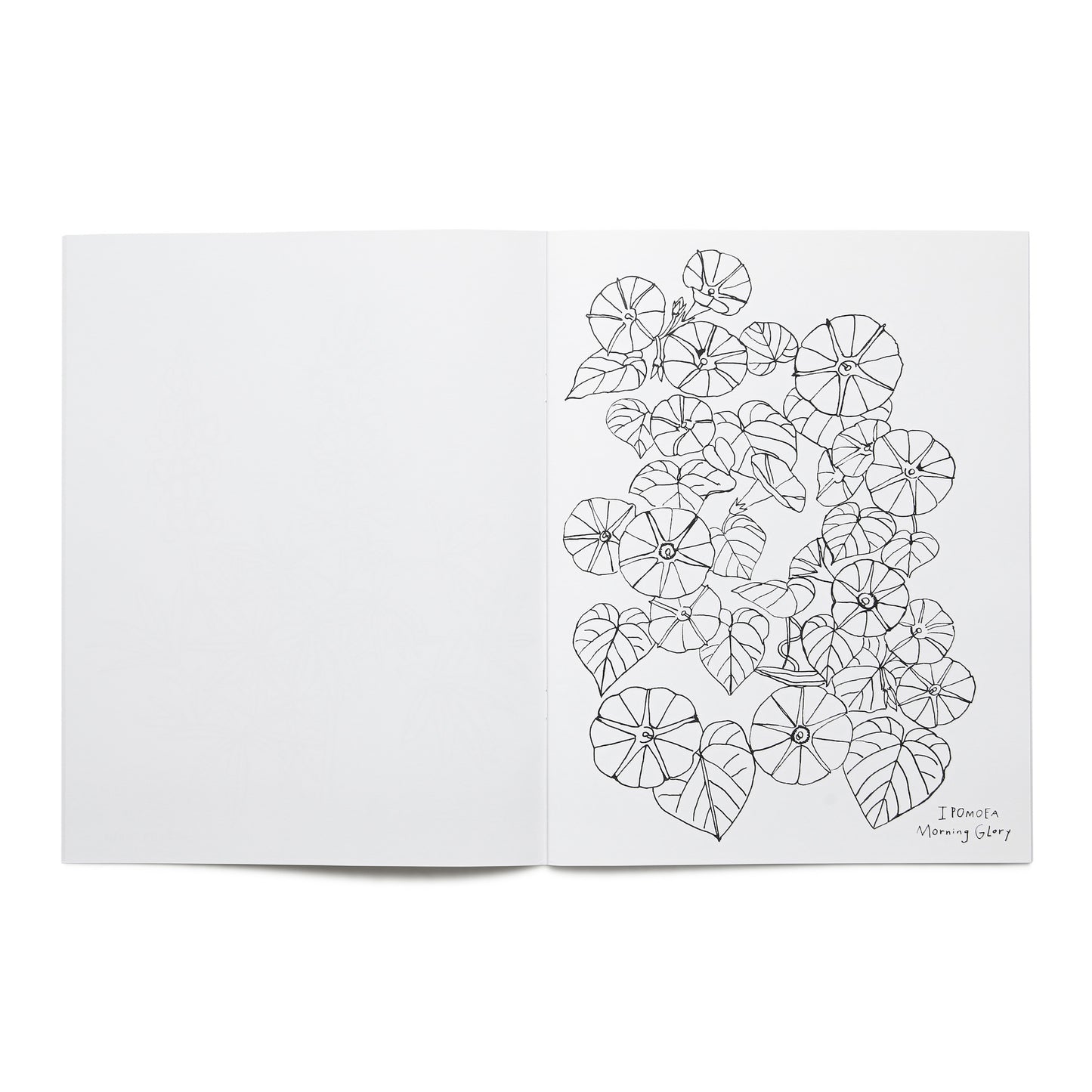 Open page of the 'Buds Along The Path' coloring book featuring illustrations of morning glory flowers and the title text.